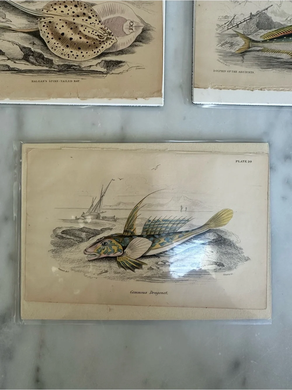 1800s Natural History Jardine Prints Rare Fish 4”x6.5”